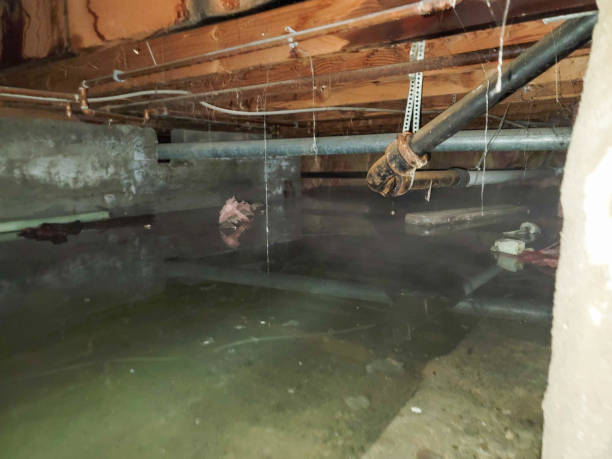 Best Carpet water damage restoration  in Inglis, FL