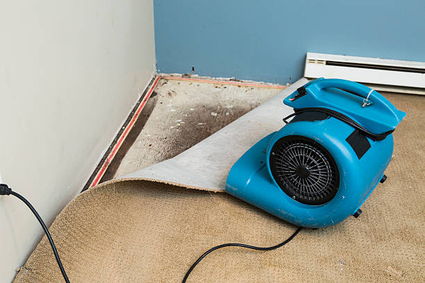 Best Ceiling water damage repair  in Inglis, FL